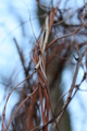 Twisted nature