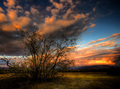 Twisting,curving trees and clouds