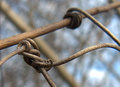 Vine Twist