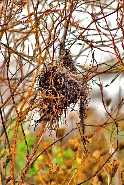 BIRDS NEST MESS