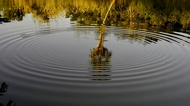 Curves Surrounding Palm Tree Reflection