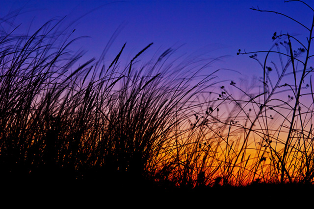 Beachgrass at Sunset