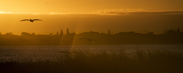 Morning Pelican Flight