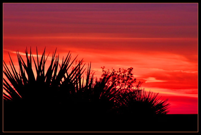 Yucca Skies