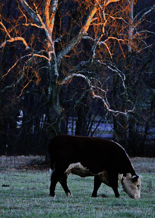 Cow at Dusk