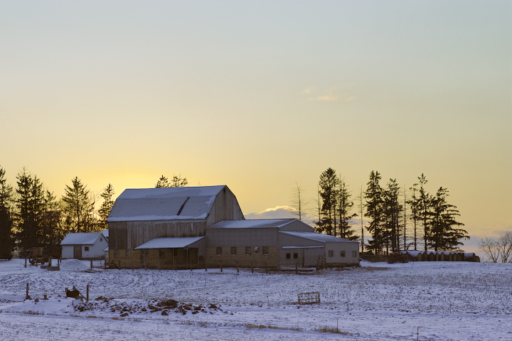 winter pasture