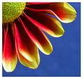 Petals