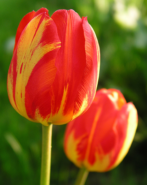 Painted Tulips