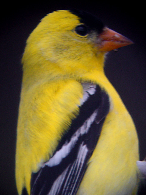 Goldfinch