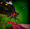 Butterfly Bath