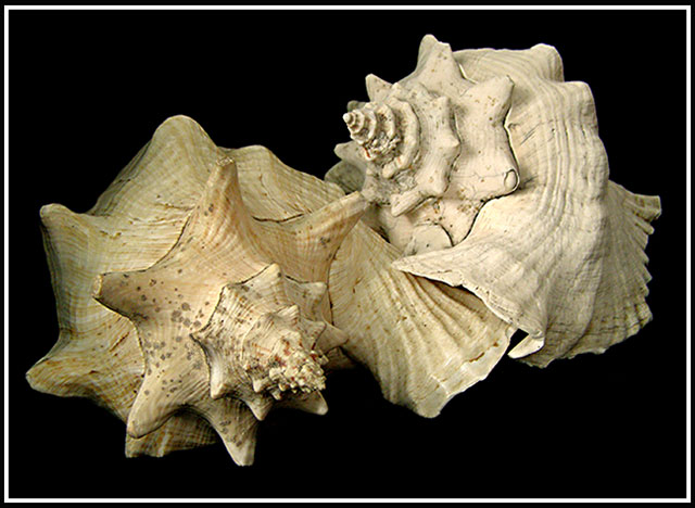 TWO SHELLS