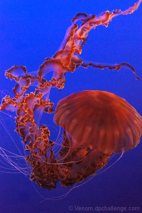 Jelly