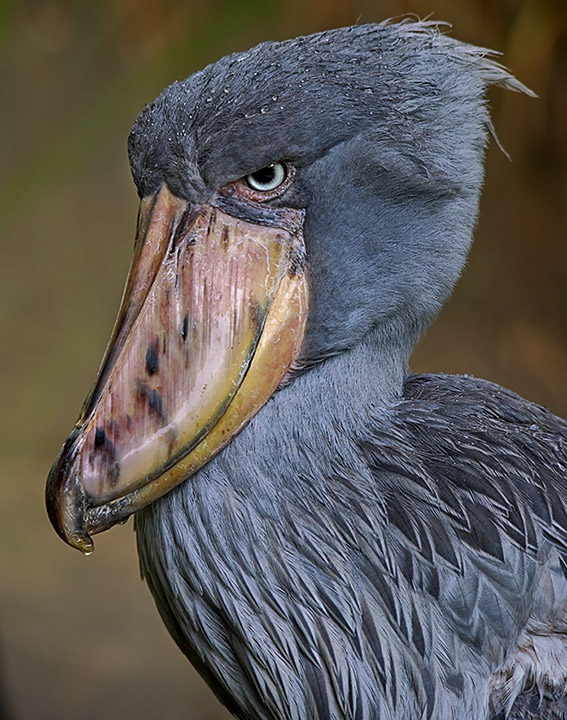 Shoebill