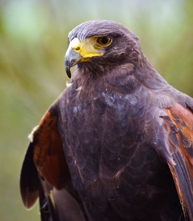 Harris Hawk