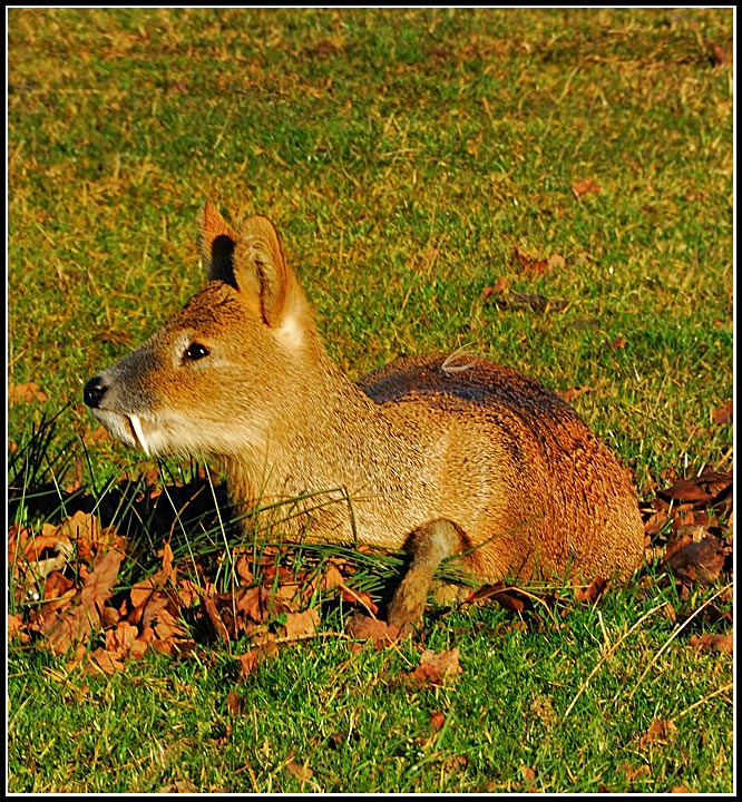 Wild Muntjac Deer