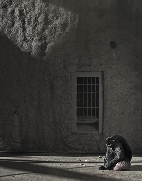 Solitary Confinement