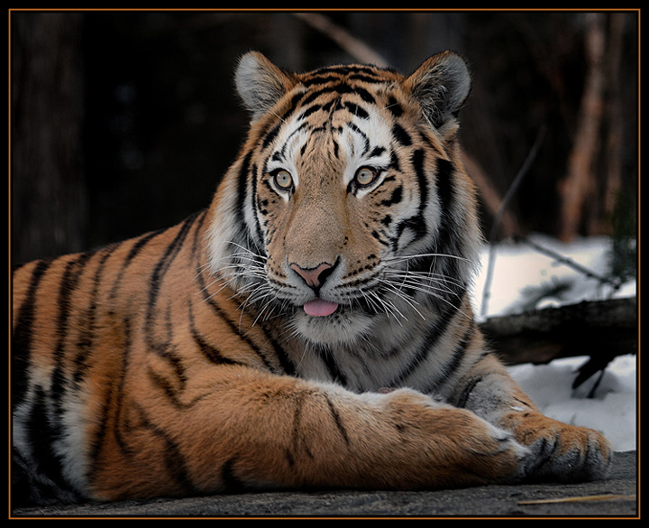 Siberian Tiger