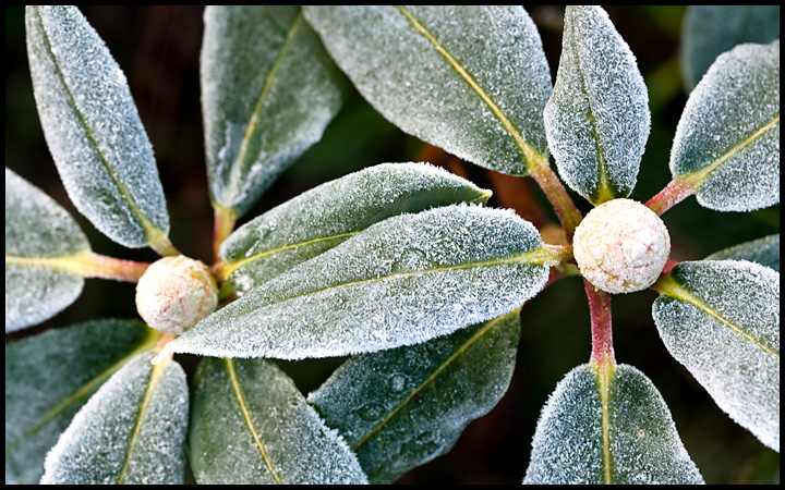 Winter Frost