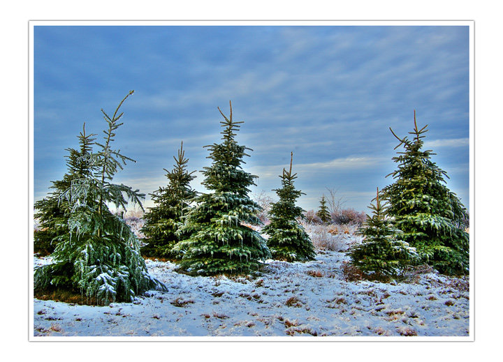 Natural Tree Decorations