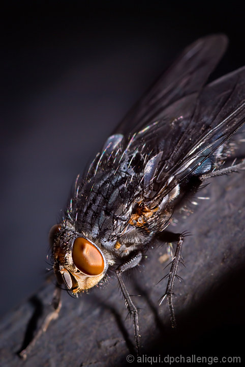 Portrait of a fly