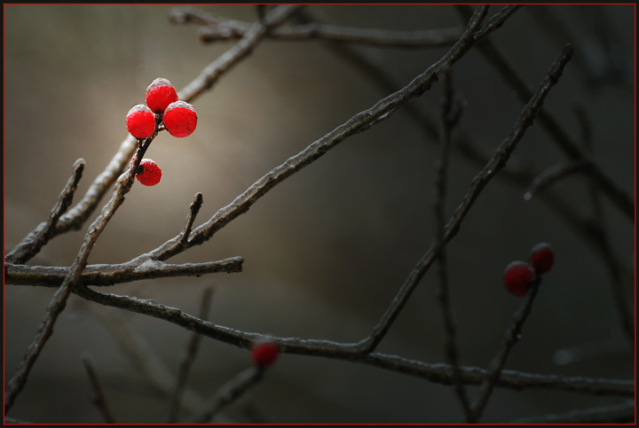 A Light in the Forest