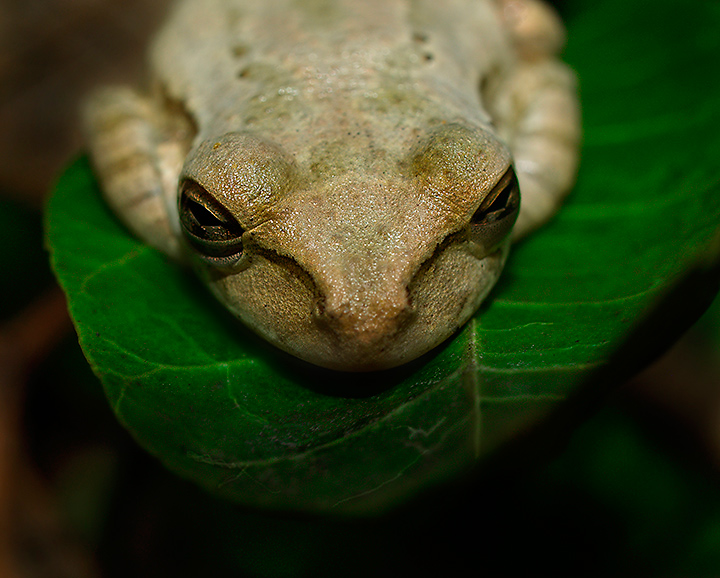 I am  Sleeping Froggy.  Hear me.... (Snore)