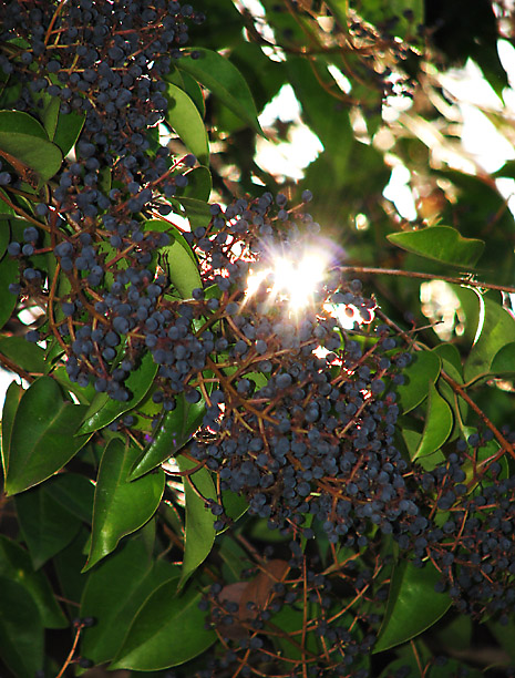Bursting With Berries