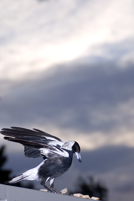 Avian Storm