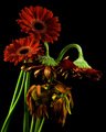 Descent of Daisies