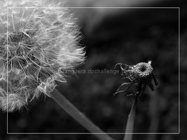 Gone With the Wind
