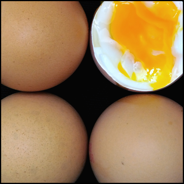 Eggstatic!