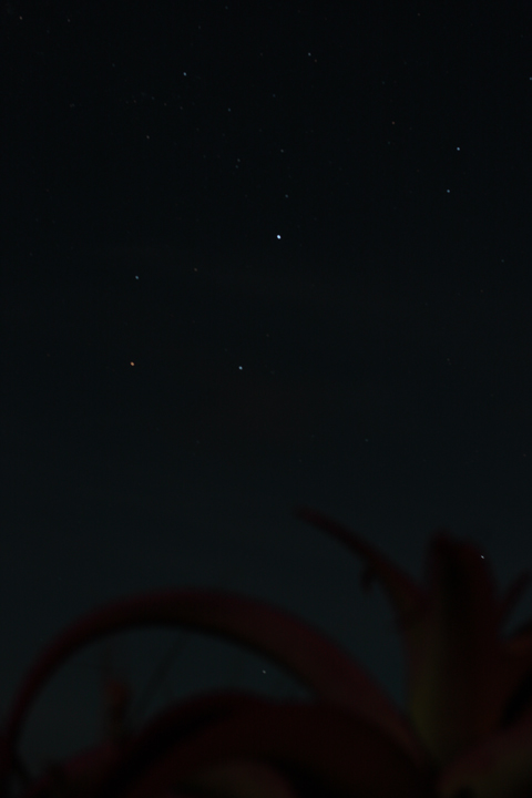 Southern Cross rising over cactus