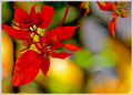  in christmas rythms 