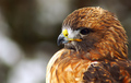 Buteo