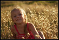 Fields of gold