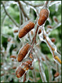 An Icy Entrapment