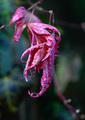 Dried Leaf