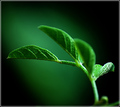 A New Leaf