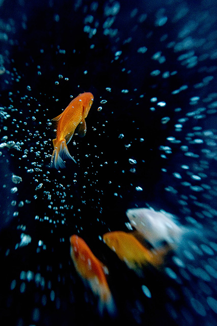 Goldfish