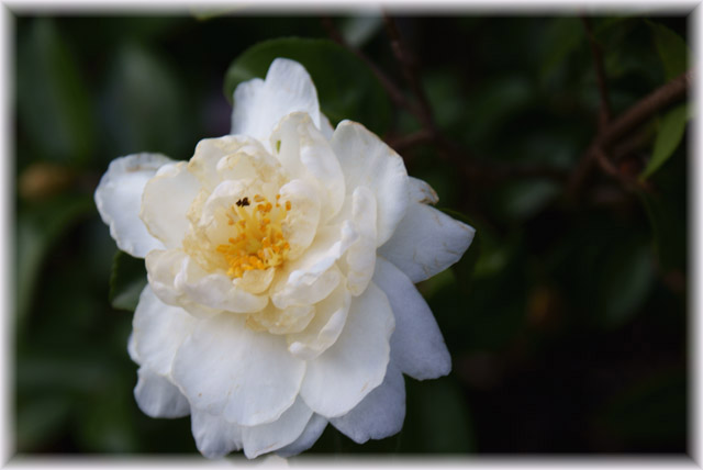 Winter Bloom