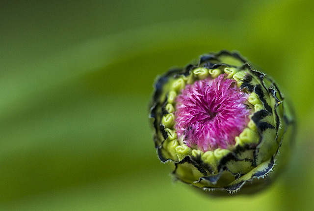 Emerging