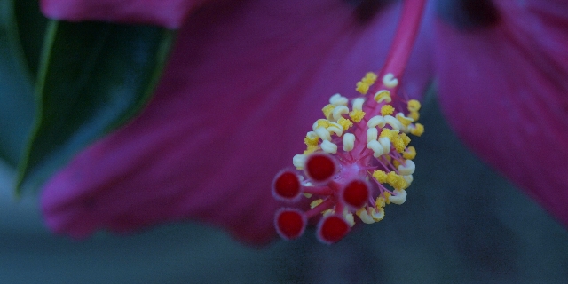 Un Bokeh de Fleur...