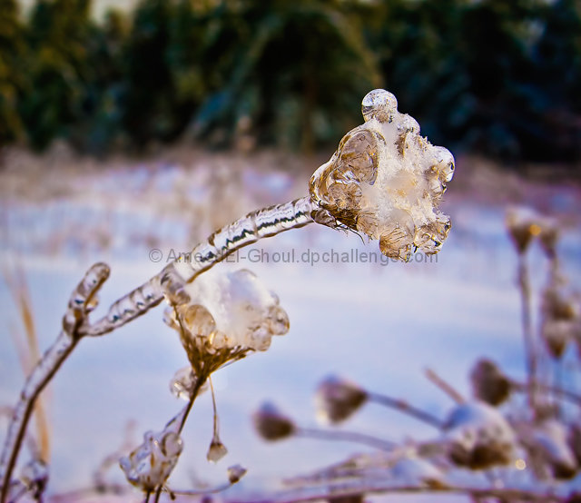 Frosted flower 