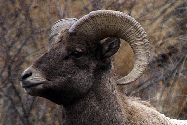 Bighorn sheep