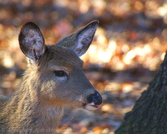 Deer