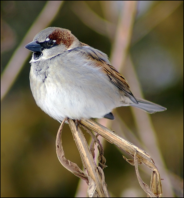 Guarding the feeder