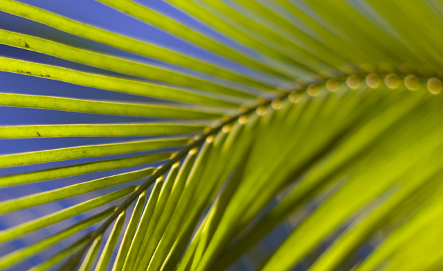 Palms of Confusion
