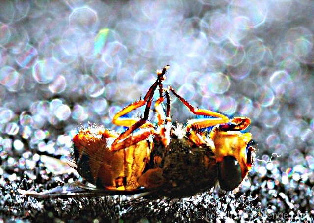 Knockout Blow - fly!