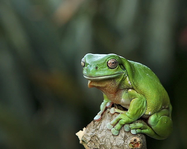 Posing Amphibian