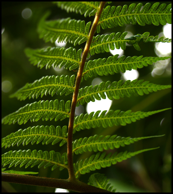 Cool Forest Shade